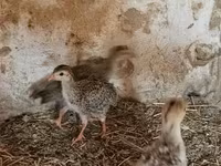 Guinea fowl — photo 1