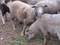 Schaf, Merino sheep — Foto 2