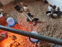 Chickens — fotografija 1