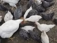 Chickens — 照片 2