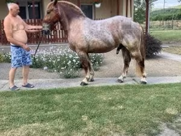 Koń, Konie — Węgry