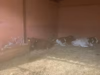 Krava, Yaroslavl cattle — fotografija 7