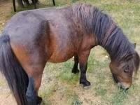 حصان, Shetland Pony — الصورة 1