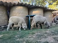雄羊, White Suffolk sheep — 写真 6