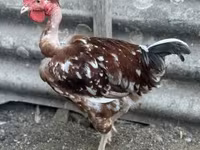 Chickens — foto 1