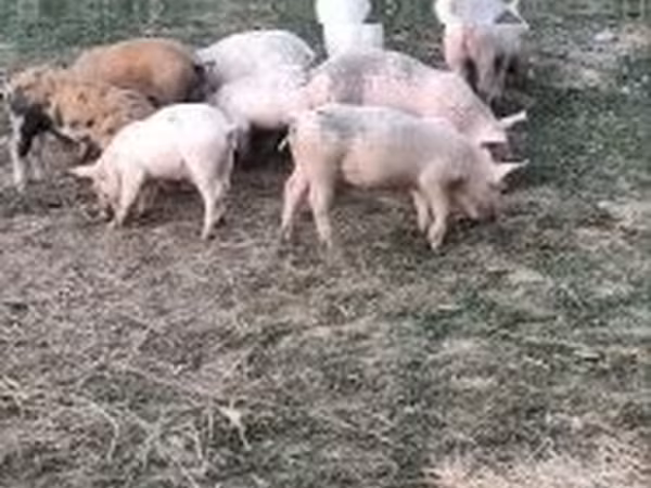 猪（批次，未指定性别）, Pigs