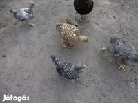 Chickens — फ़ोटो 2