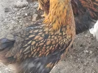वायंडॉट — फ़ोटो 3