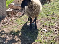 Ovan, White Suffolk sheep — fotografija 2