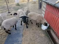भेड़, White Suffolk sheep — फ़ोटो 1