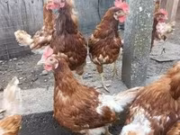 Chickens — zdjęcie 2