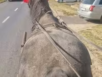 Cavalo, Cavalos — foto 3