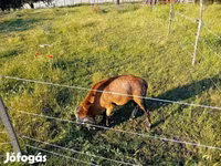 Cabro, Cabras — foto 1