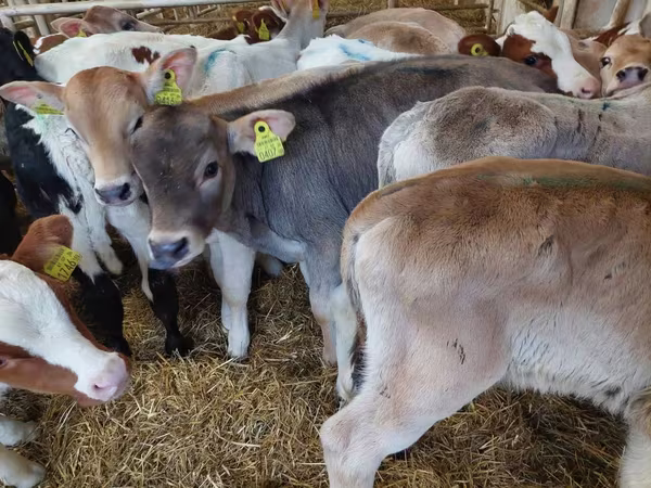 Bull, Simmental cattle