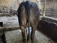 Krava, Brahman — fotografija 1
