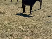 Horse (M), Kerry Bog Pony — photo 2