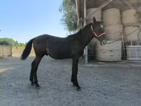 Koń, Nonius horse — zdjęcie 2