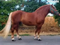 Caballo, Noriker — foto 1