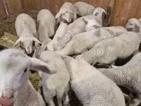 公羊, Merinoland sheep — 照片 2