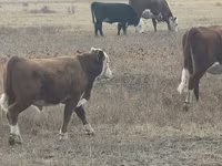 雄牛, Latvian Blue cattle — 写真 3