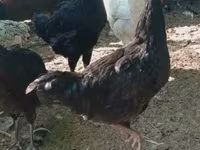 Kosovo Longcrower — foto 2