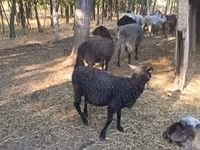 Oveja, Tsigai sheep — foto 1