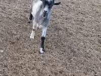 公山羊, Saanen goat — 照片 1