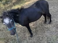 Cavalo, Cavalos — foto 1