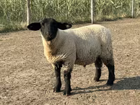 Qoʻchqor, White Suffolk sheep — 2-rasm