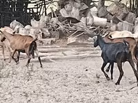 Ziege, Ziegen — Foto 3