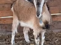 Goat, West African dwarf goats — photo 3
