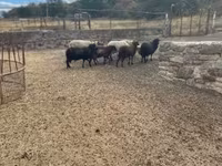 Carnero, Racka sheep — foto 3