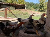Chickens — fotografija 2