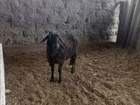 Ram, Sheep — photo 3
