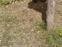Ducks — foto 2