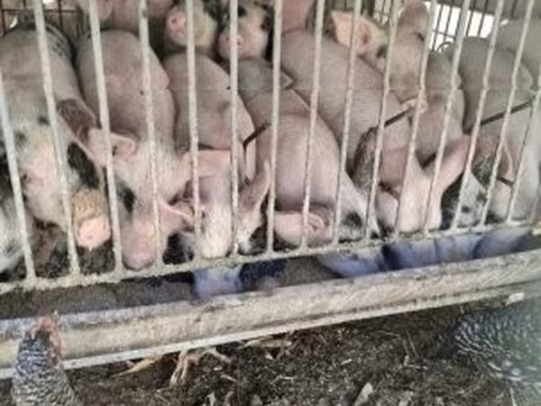 Свині (партія, стать не вказано), Свині — Угорщина