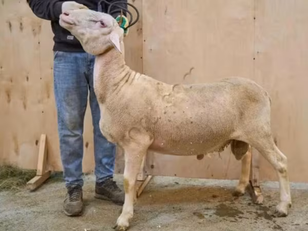 Ovan, Lacaune sheep