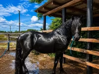 حصان, Friesian — الصورة 2