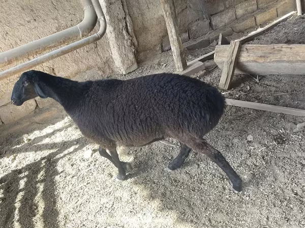 Қошқар, Rhon sheep