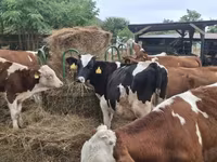 Taureau, Race Holstein — photo 2
