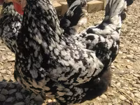 Chickens — fotografija 3