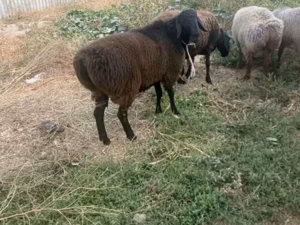 Widder, Rhon sheep