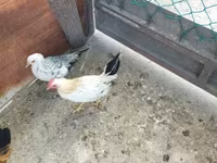 Chickens — الصورة 4