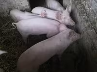 Świnie (partia, płeć nieokreślona) — zdjęcie 1