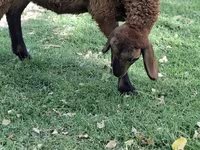 Ovelhas (lote, sexo não especificado), Ovelhas — foto 2