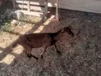 Cabro, Cabras — foto 5