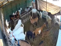 Koza, Saanen goat — fotografija 3