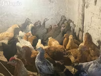 Guinea fowl — الصورة 6