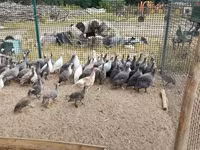 Guinea fowl — 写真 1
