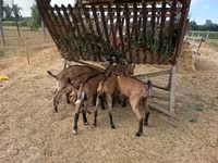 Taka, Alpine goat — 1-rasm